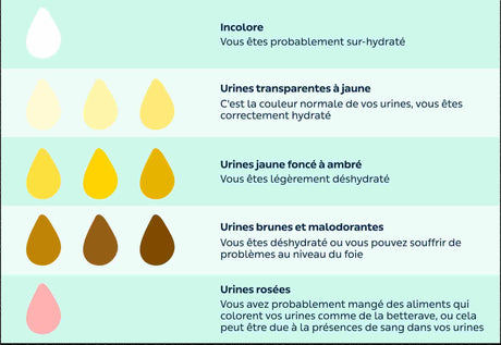 Déshydratation selon couleur de l'urine